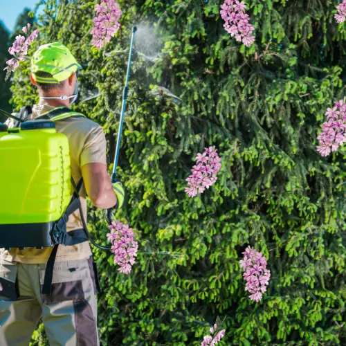 Eco-Friendly and Specialized Lawn Care 2 Lawncare Cape Coral