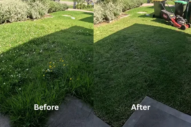 Lawn Care Before and After