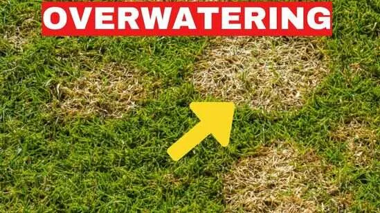 Top 5 Lawn Care Mistakes Cape Coral Homeowners Make (And How to Avoid Them) 3 2. Overwatering or Underwatering 3
