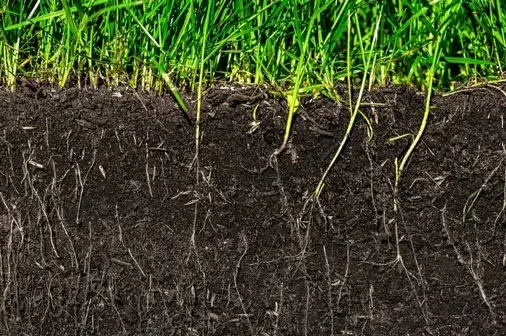 Top 5 Lawn Care Mistakes Cape Coral Homeowners Make (And How to Avoid Them) 5 3 Ignoring Soil Health