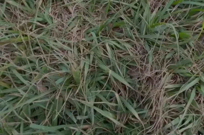 Best Grass Types for Lawns 4 Bahia grass lawn care