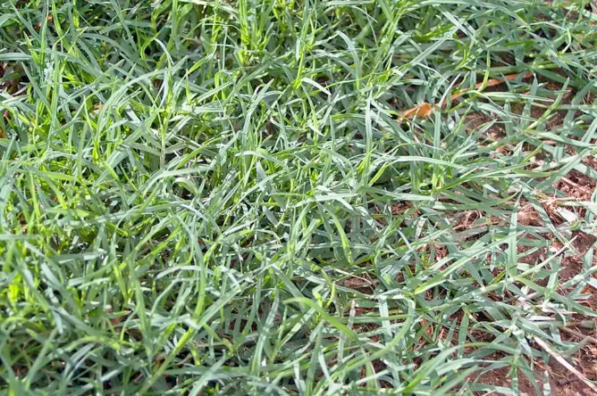 Best Grass Types for Lawns 3 Bermuda grass full sun