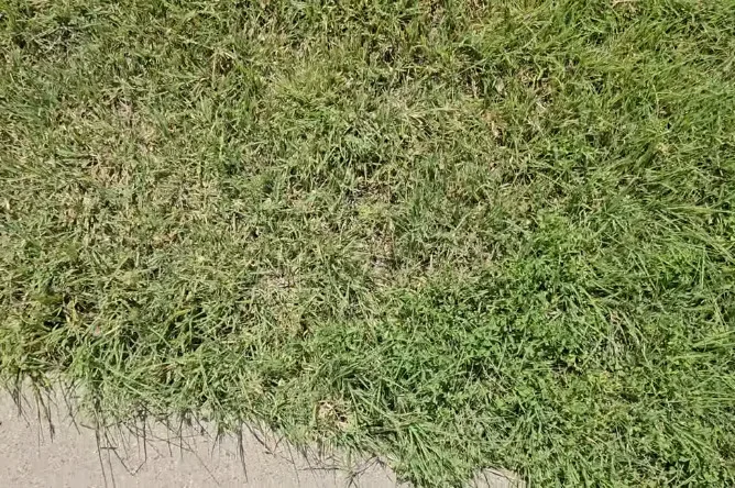 Best Grass Types for Lawns 7 Buffalo grass dry yards