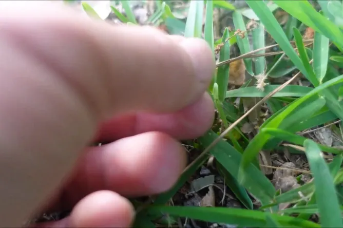 Best Grass Types for Lawns 8 Carpet grass coarse texture