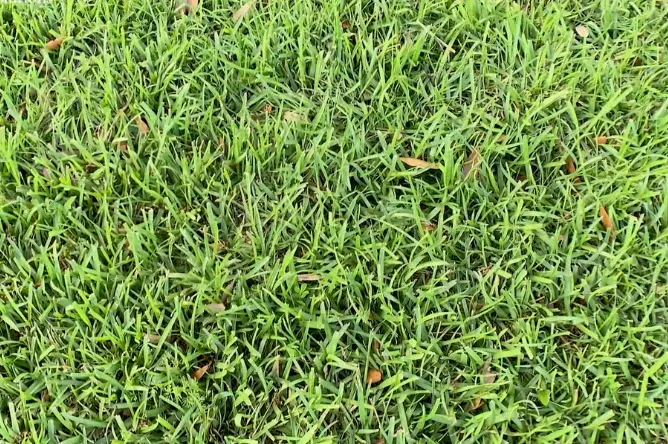 Best Grass Types for Lawns 5 Centipede grass care