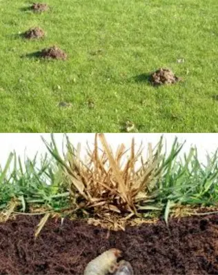 Common turf pests enemies