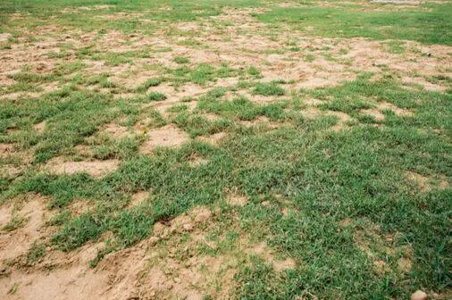Top 5 Lawn Care Mistakes Cape Coral Homeowners Make (And How to Avoid Them) 6 Ignoring Soil Health How to Avoid It 2
