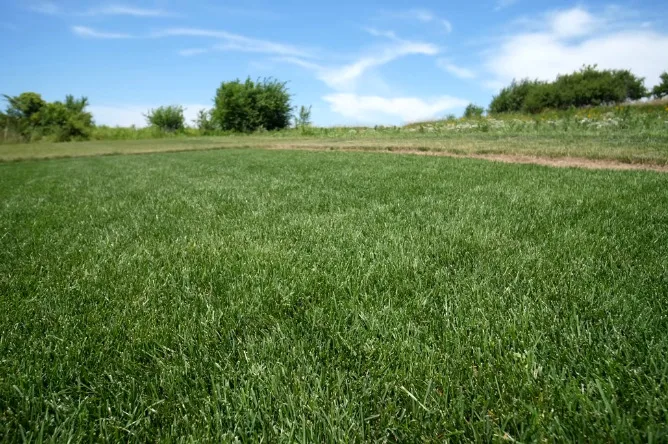 Best Grass Types for Lawns 10 Kentucky blue grass lawn