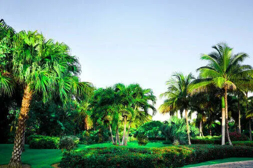 Lawn care cape coral 11