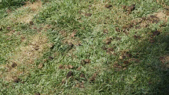 Lawn Improvement 1 Aeration