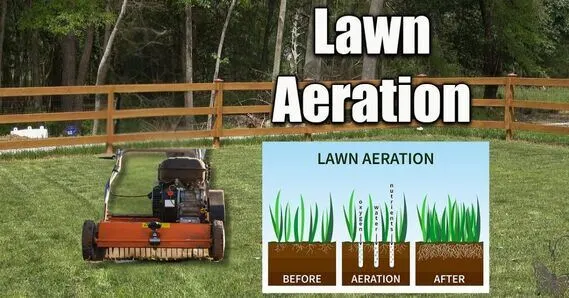 Why Cape Coral Lawns Need Regular Aeration: Benefits and Tip 3 Why Cape Coral Lawns Need Regular Aeration: Benefits and Tip