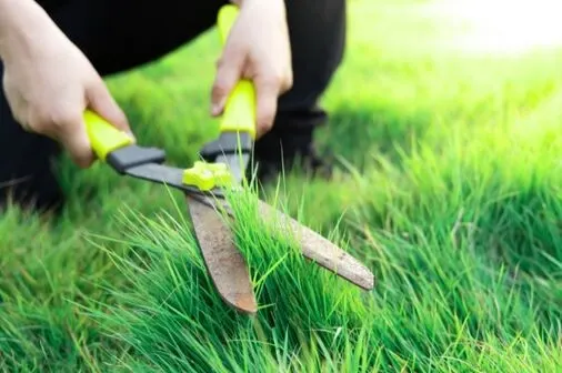 Top 5 Lawn Care Mistakes Cape Coral Homeowners Make (And How to Avoid Them) 1 Mowing Grass Too Short How to Avoid It 2