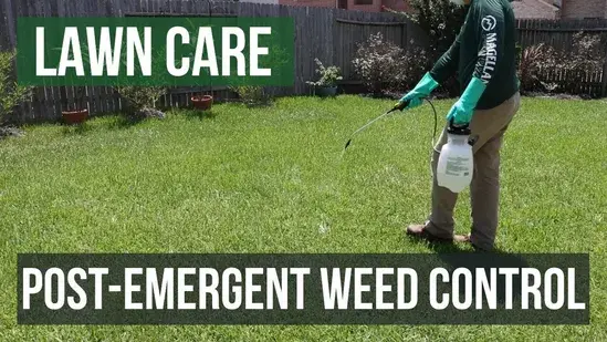 Top 5 Lawn Care Mistakes Cape Coral Homeowners Make (And How to Avoid Them) 10 Neglecting Weed and Pest Control How to Avoid It