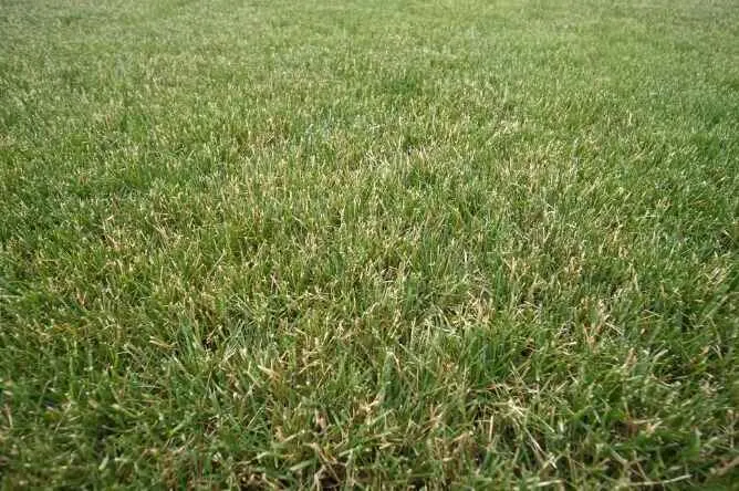 Best Grass Types for Lawns 11 Perennial rye turf care