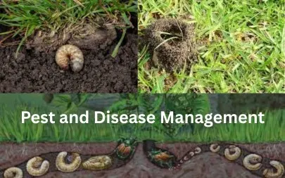 Lawn Improvement 9 Pest and Disease Management