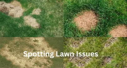 Spotting turf issues guide