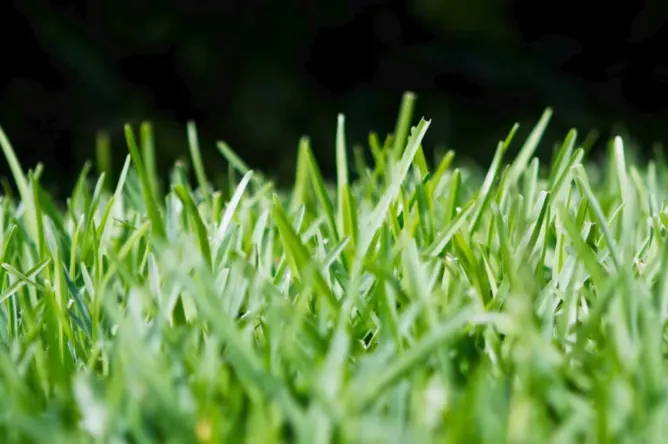 Best Grass Types for Lawns 1 St. Augustine grass lawn