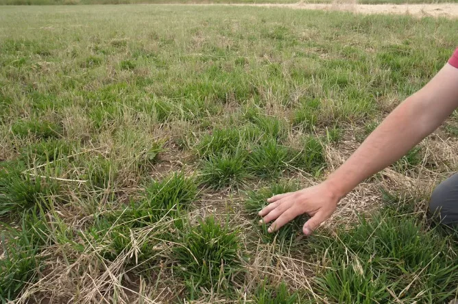 Best Grass Types for Lawns 12 Deep green tall fescue