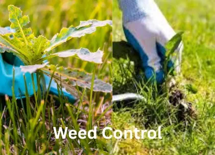 Lawn Improvement 8 Weed Control