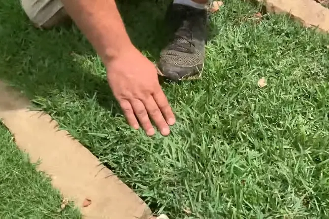 Best Grass Types for Lawns 2 Zoysia grass for lawns