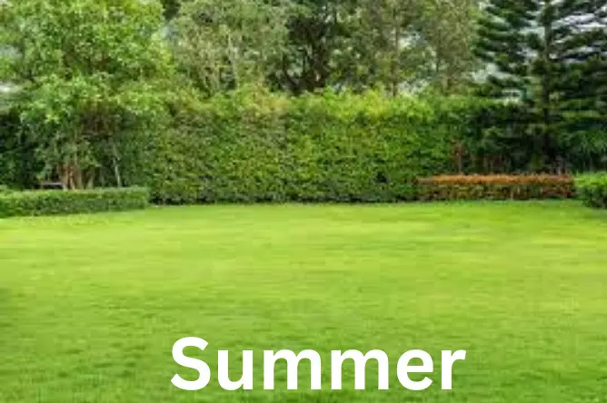 Lawn Maintenance Services 3 lawn