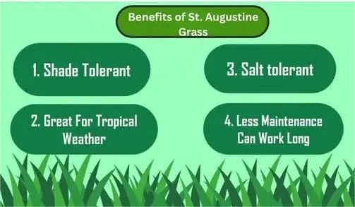 The Ultimate Guide to St. Augustine Grass Care in Cape Coral 2 Benefits of St. Augustine Grass