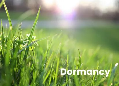 Why Cape Coral Lawns Turn Brown and How to Fix Them 7 Dormancy