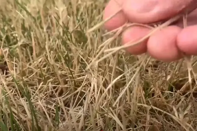 Why Cape Coral Lawns Turn Brown and How to Fix Them 1 Drought and Water Restrictions