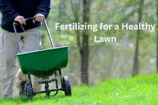The Ultimate Guide to St. Augustine Grass Care in Cape Coral 4 Fertilizing for a Healthy Lawn