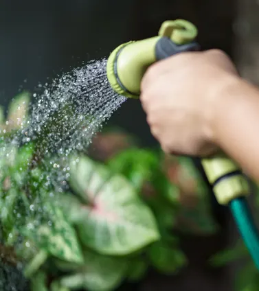 Why Cape Coral Lawns Turn Brown and How to Fix Them 10 Over Watering or Under Watering