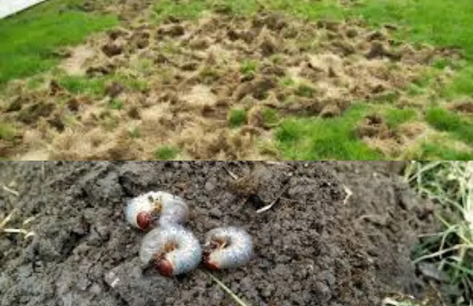 Why Cape Coral Lawns Turn Brown and How to Fix Them 11 Insects