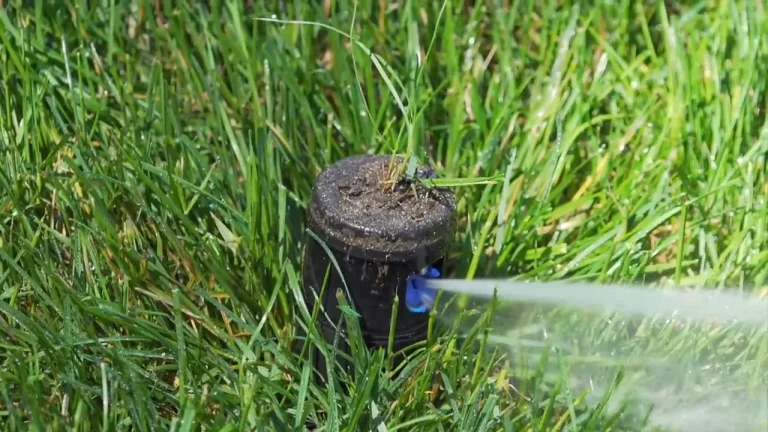 Why Cape Coral Lawns Turn Brown and How to Fix Them 5 Improper Watering Practices