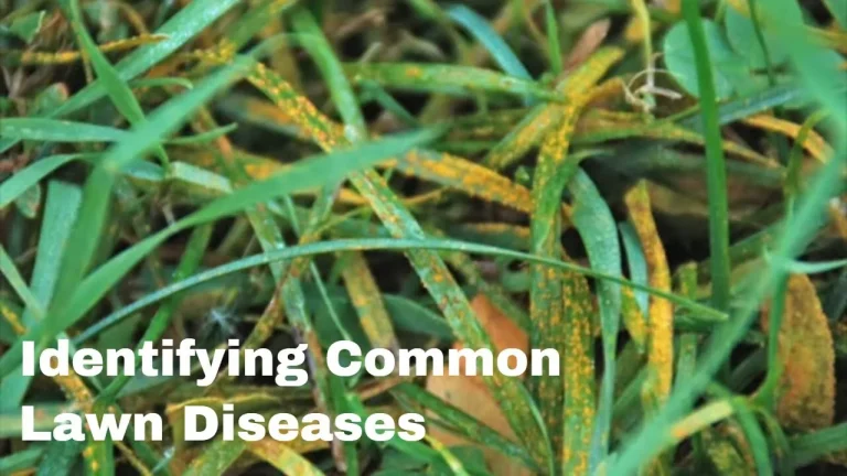 Why Cape Coral Lawns Turn Brown and How to Fix Them 4 Lawn Diseases