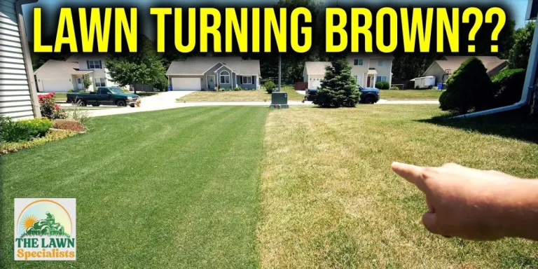 Why Cape Coral Lawns Turn Brown and How to Fix Them 2 Why Cape Coral Lawns Turn Brown and How to Fix Them