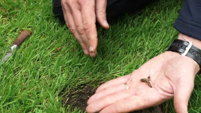 Why Cape Coral Lawns Turn Brown and How to Fix Them 2 Pest Infestations