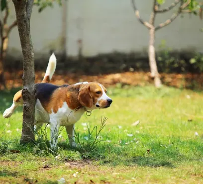 Why Cape Coral Lawns Turn Brown and How to Fix Them 8 Pet Urine