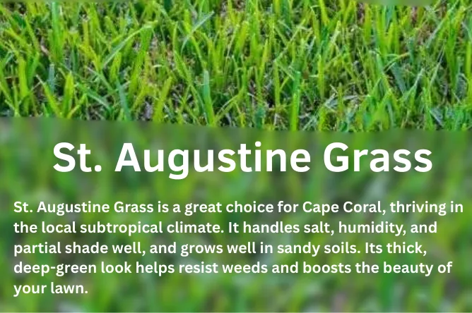 The Ultimate Guide to St. Augustine Grass Care in Cape Coral 1 St. Augustine Grass