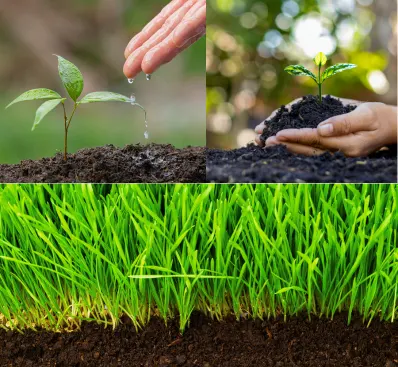 Additional Healthy soil lawn tips