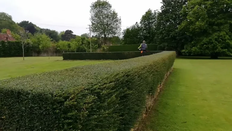 well - maintained hedge