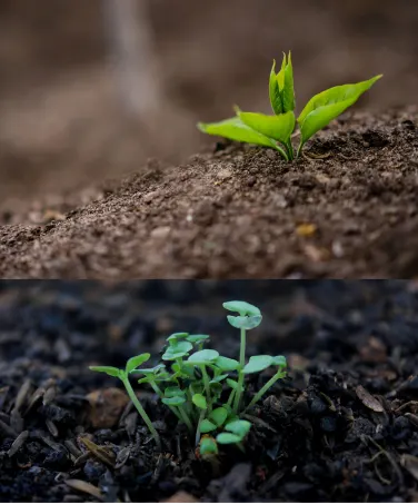 Customized Fertilization Plans