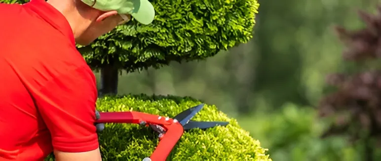 Lawn Regular Trimming Matters (1)_