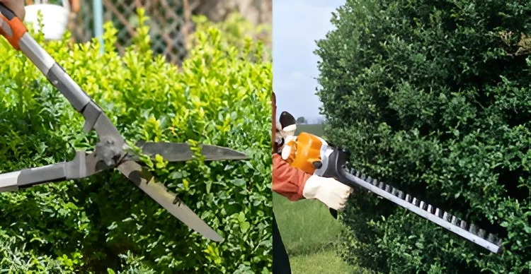 Shrub and Hedge Trimming