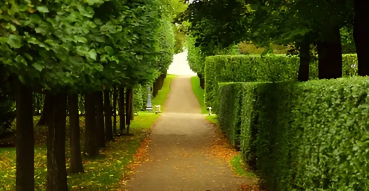 Shrub and Hedge Trimming 