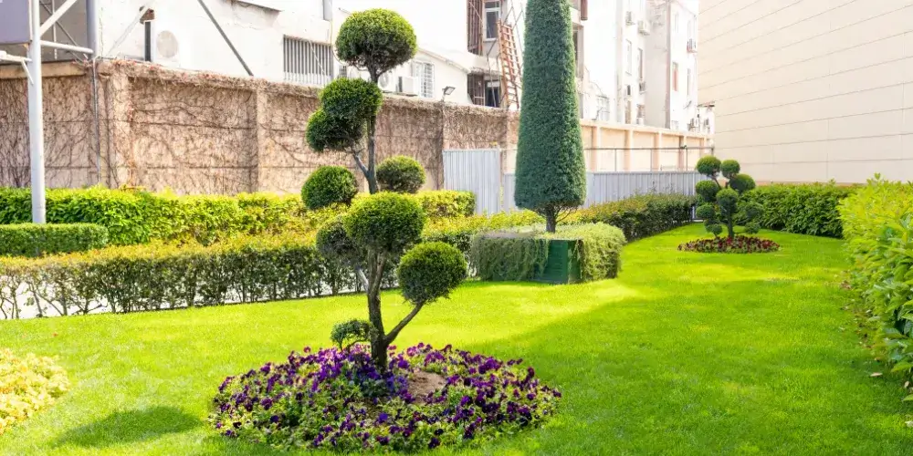 shrub and hedge trimming