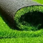 Turf Grass